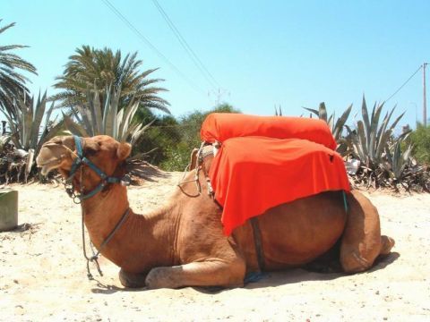 ostrov Djerba - ilustrační fotografie