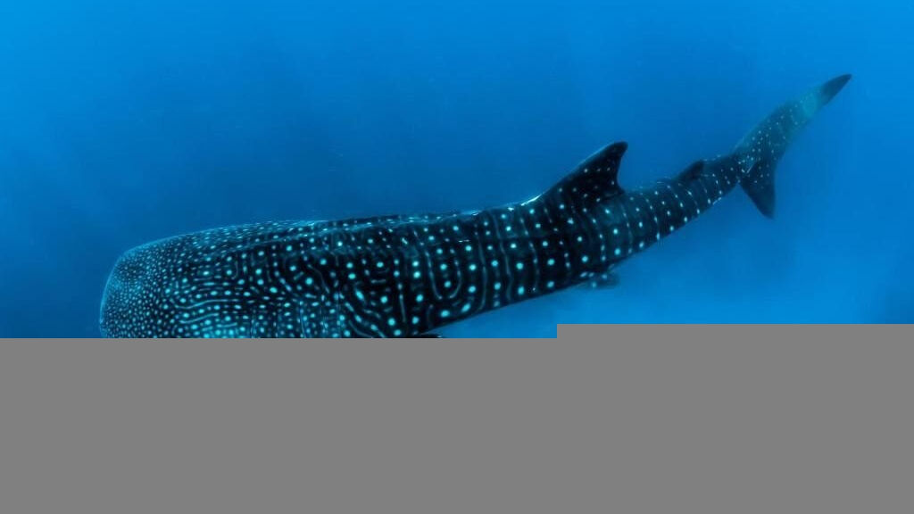Barceló Whale Lagoon Maldives