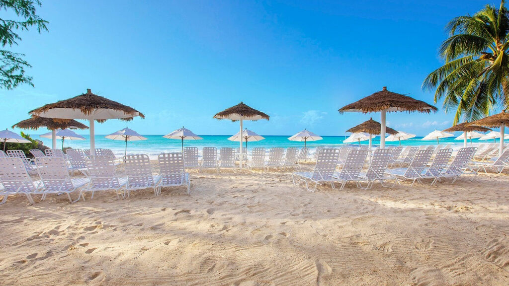Bougainvillea Barbados
