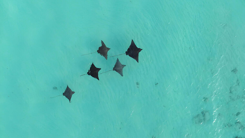 Constance Moofushi Maldives