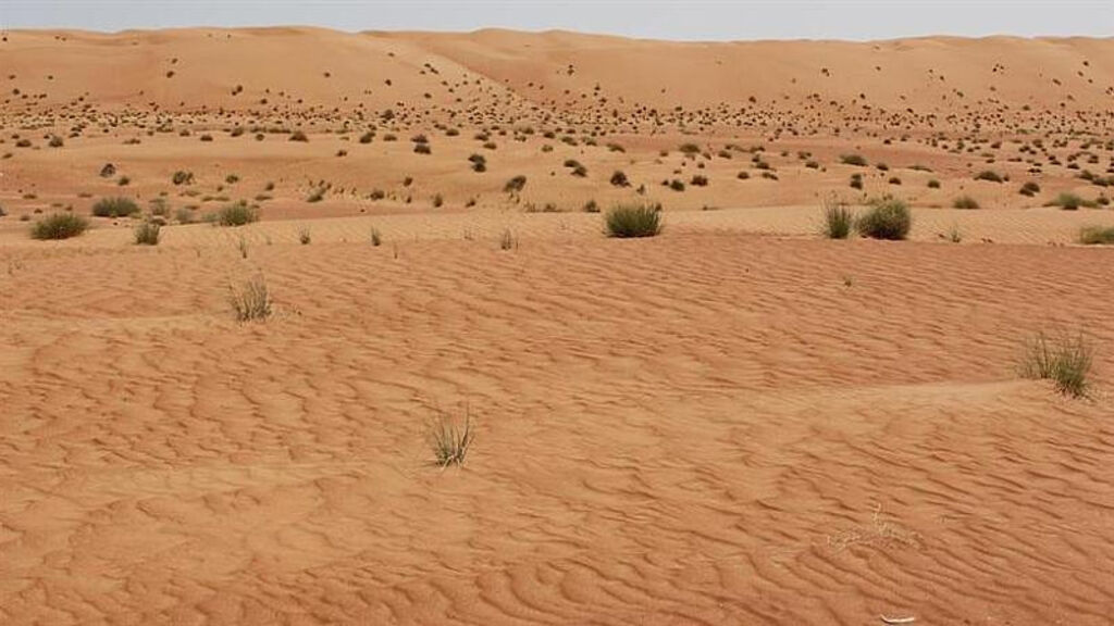 Desert Palm Oman