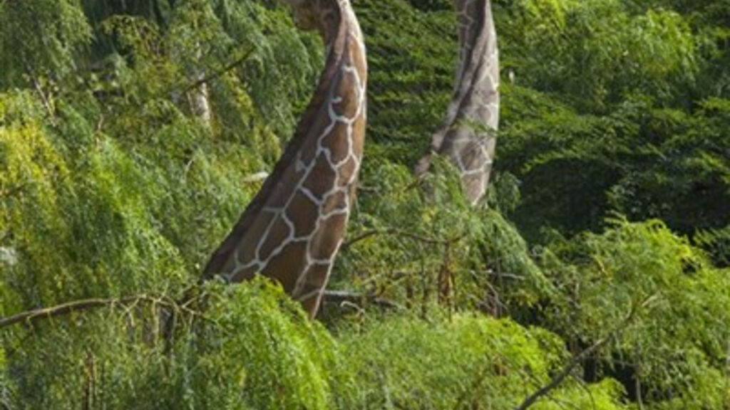 Lopesan Baobab Resort