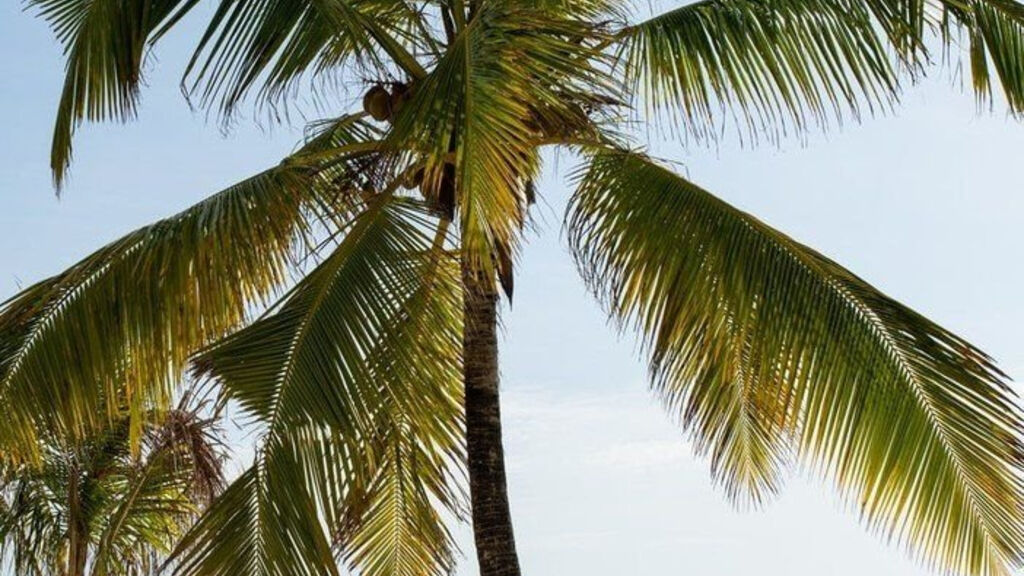 Lux Marijani Zanzibar