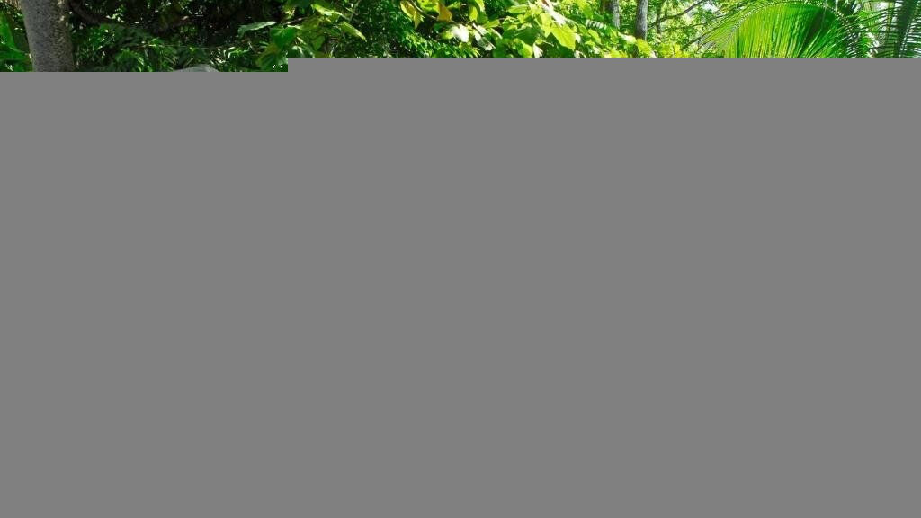 Playa Nicuesa Rainforest Lodge