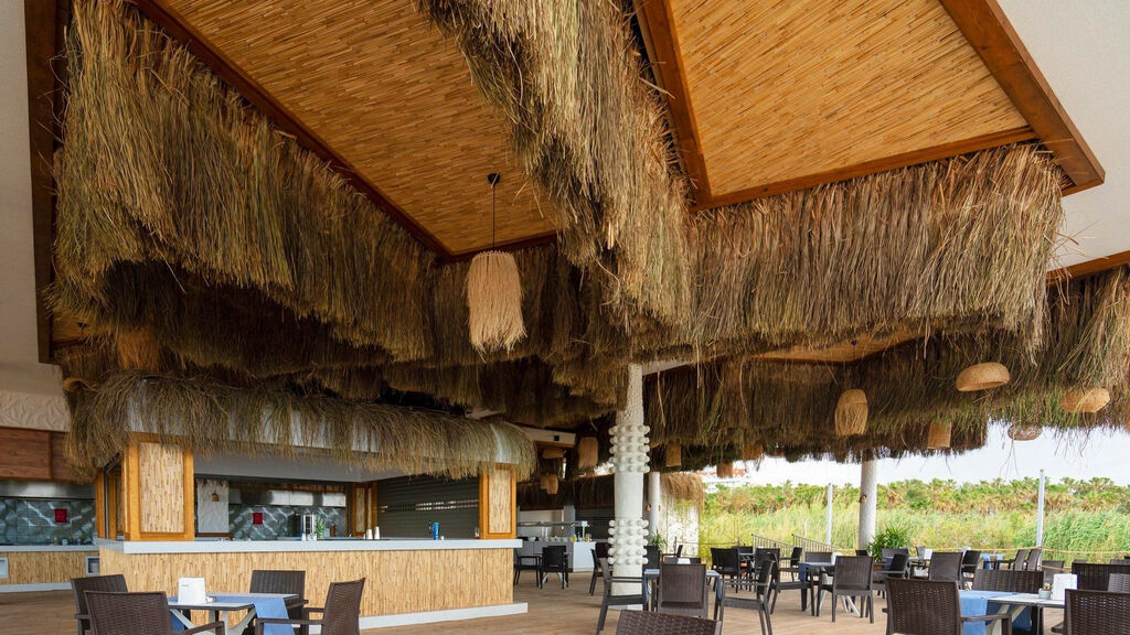 Seashell Vega (ex. Side Crown Sunshine)