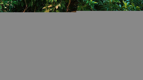 Náhled objektu Marianna, Malia, ostrov Kréta, Řecko