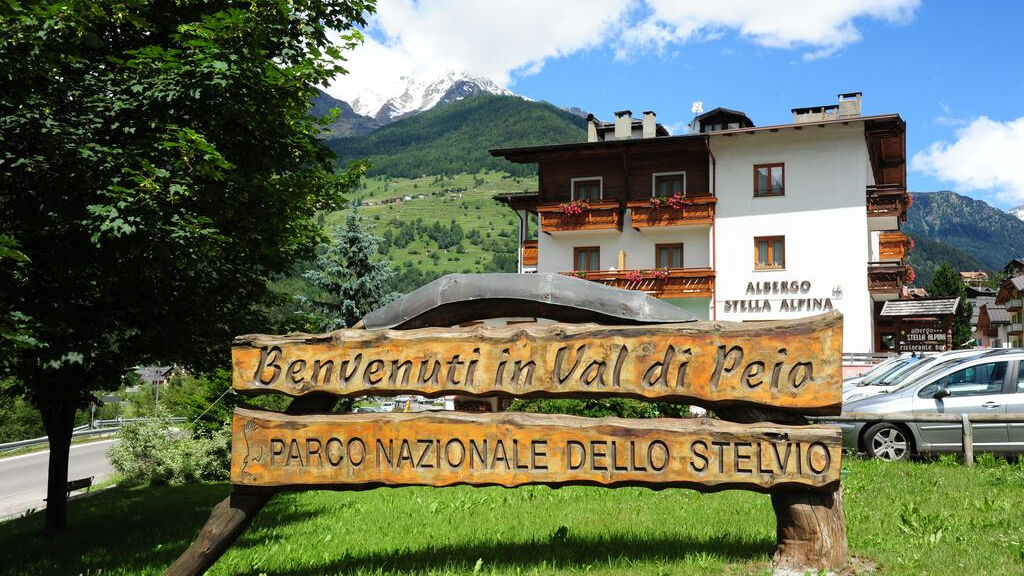 Stella Alpina