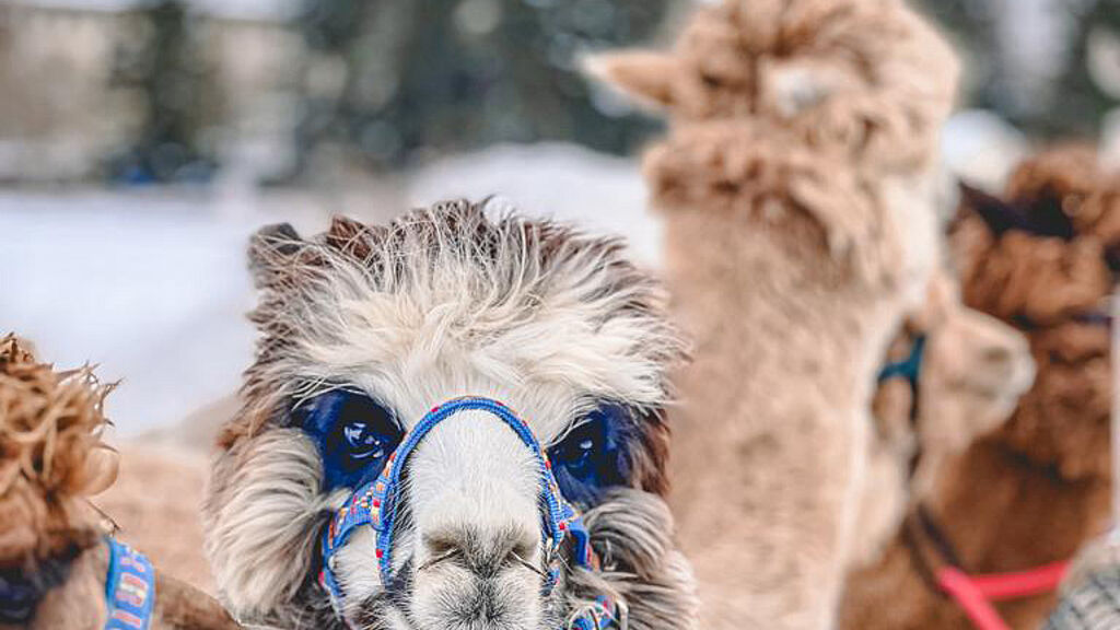 Residence Nira Mountain Resort Futura